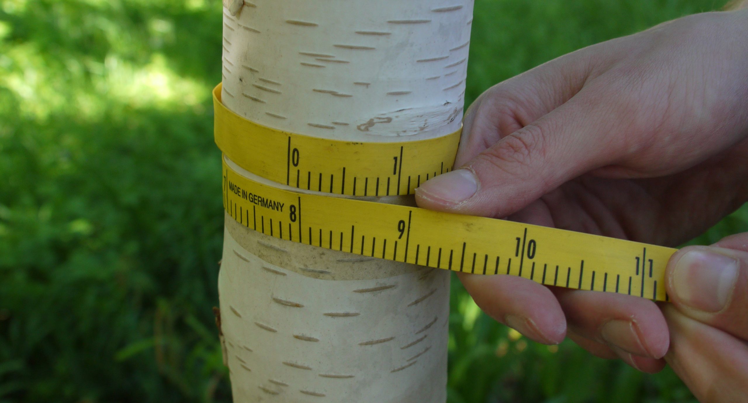 Tree Inventory Standards Standard for tree inventory – Svenska Trädföreningen
