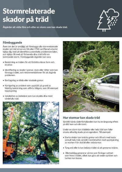 Stormrelaterade skador på träd